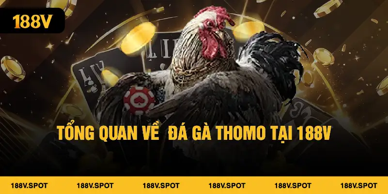 Trải nghiệm đá gà Thomo